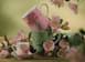MUG ACANTO Florenza-7